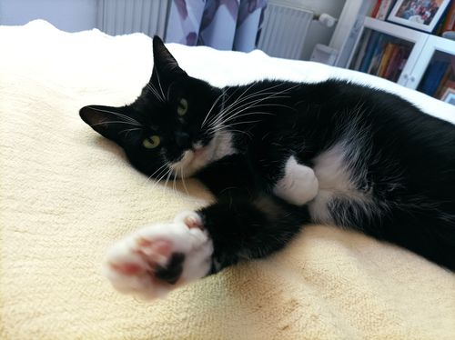 Kundenbewertung mit Foto zu BELISY Juckreiz Bachblüten Tropfen für Hunde & Katzen - gegen Juckreiz - 20 ml