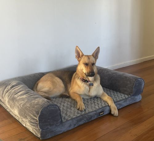 Customer photo review of PaWz Pet Sofa Bed
