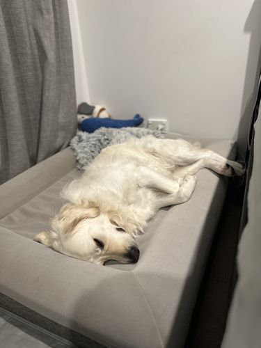 Customer photo review of Orthopaedic Memory Foam Bed