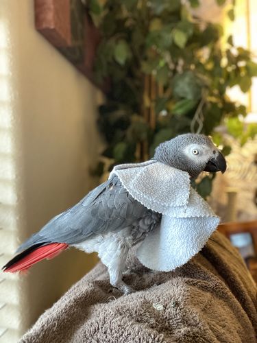 Customer photo review of Parrot Poncho for Feather Plucking