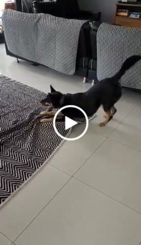 Customer video review of Hand Made Leather Dog Collar - RuffNeck Black & Brass (Wide Fit)