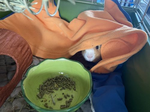 Customer photo review of GuineaDad Liner - Guinea Pig Fleece Liner with Pockets