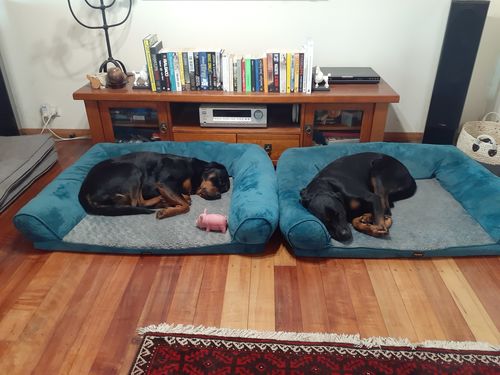 Customer photo review of PaWz Pet Sofa Bed