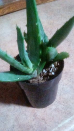 Customer photo review of Mountain Aloe | Aloe Marlothii