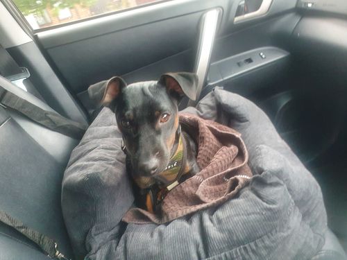 Customer photo review of Products PaWz Dog Car Booster Seat