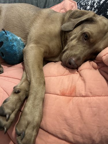 Customer photo review of Calming Mat