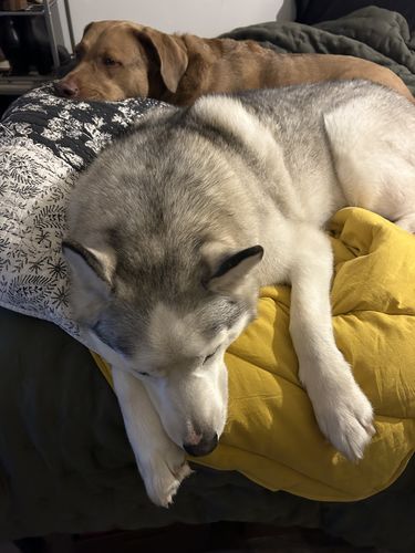 Customer photo review of Calming Mat