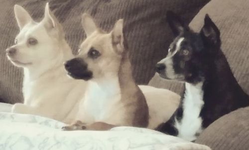 Customer photo review of Hip & Joints Organic Coconut CBD Oil