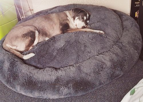 Customer photo review of Cama Antiestrés Para Perros