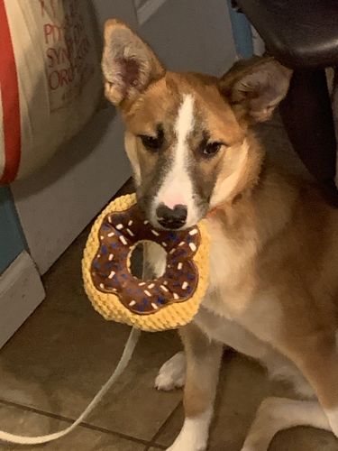 Customer photo review of Budapest Truffles