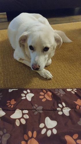 Kundenbewertung mit Foto zu BELISY > Gelenk Komplex < Gelenktabletten für Hunde & Katzen - 100 Tabletten