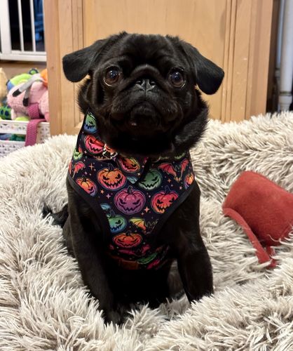 Customer photo review of Halloween dog harness set - rainbow pumpkin