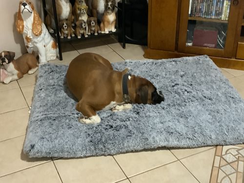 Customer photo review of PaWz Memory Foam Multimat