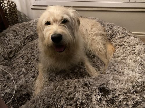 Customer photo review of PaWz Removable Cover Calming Pet Bed