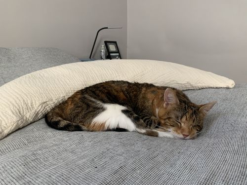 Customer photo review of Organic MoonWomb™ ☾ Organic Body, Pregnancy and Feeding Pillow