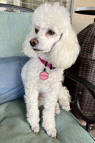 Customer photo review of Pink Silicone