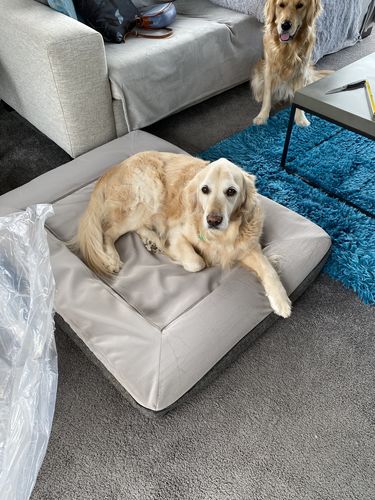 Customer photo review of Orthopaedic Memory Foam Bed