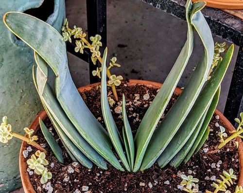 Customer photo review of Fan Aloe | Aloe plicatilis