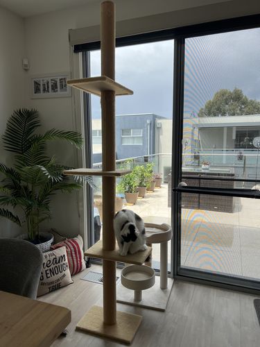 Customer photo review of PaWz Cat Tree Scratching Post Tree