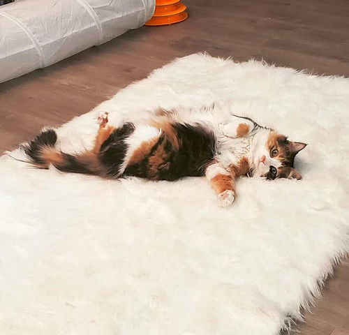 Customer photo review of Eco-Friendly Extra Large FAUX SheepSkin Area Rug