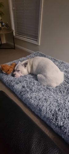 Customer photo review of PaWz Memory Foam Multimat