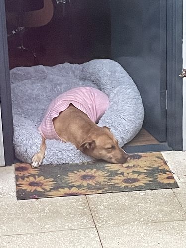 Customer photo review of Pawz Non-Removable Calming Pet Bed