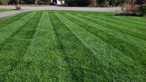 Customer photo review of GCI Turf Cool Blue Grass Seed