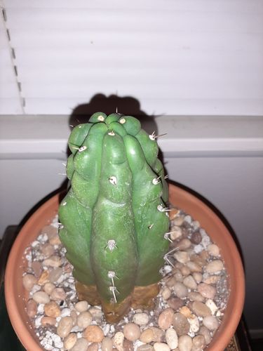 Customer photo review of San Pedro Cactus Monstrose | Echinopsis pachanoi Monstrose
