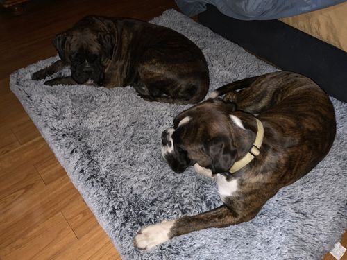 Customer photo review of PaWz Memory Foam Multimat