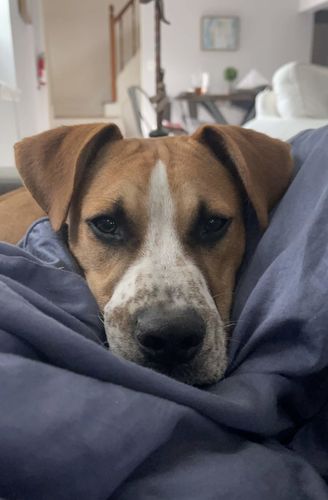 Customer photo review of ADULT CANINE FOOD BARS: TURKEY & DUCK RECIPE: BULK PACK 15.00% Off Auto renew