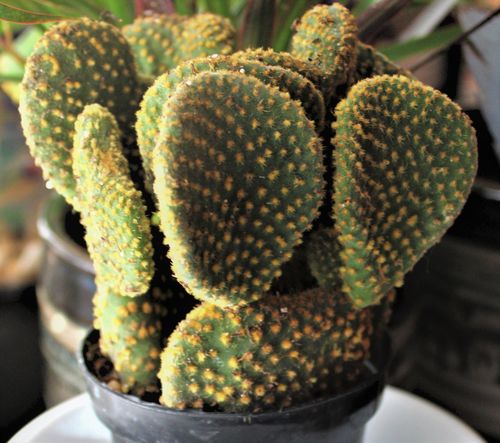 Customer photo review of Crazy Bunny Ears | Opuntia Microdasys Crested