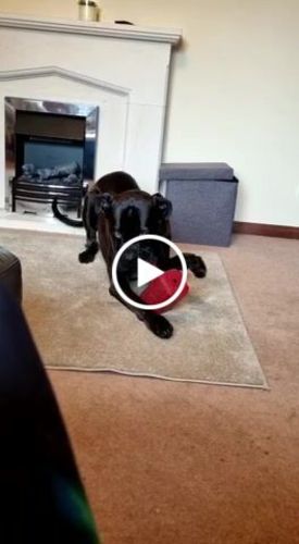 Customer video review of The Fenrir Hammer