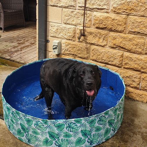 Customer photo review of PaWz 100cm Portable Dog Swimming Pool and Bath Tub