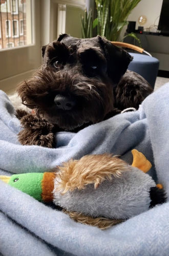 Customer photo review of Puppy Chews