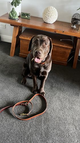Customer photo review of Classic Leather Dog Lead - Custom Made