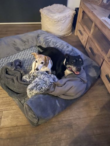Customer photo review of PaWz Pet Sofa Bed