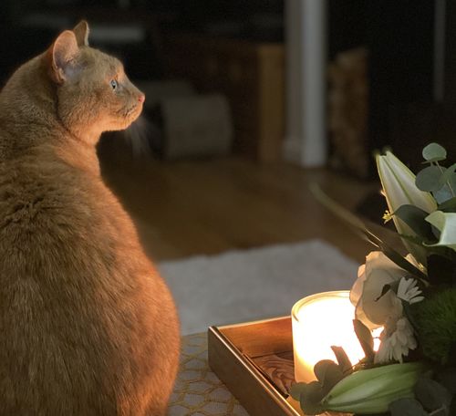 Customer photo review of Luxury 3-Wick Aromatherapy Candle