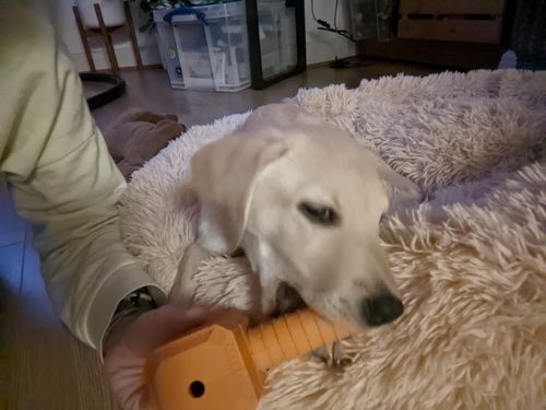 Customer photo review of The Fenrir Hammer