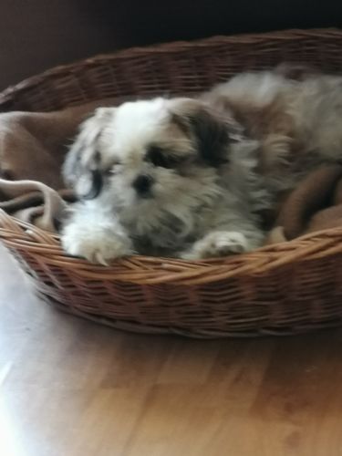 Kundenbewertung mit Foto zu BELISY Bachblüten Globuli für Hunde & Katzen - gegen Juckreiz - 10 g