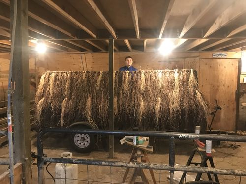 Customer photo review of Hunting Blind Raffia Grass (Pack)