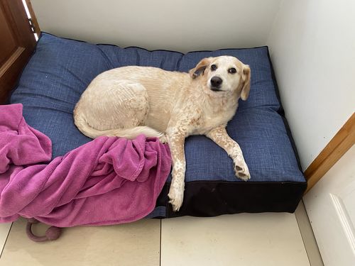 Customer photo review of Cama Para Perro Modelo Origen Kuapets Azul Jeans - Negro