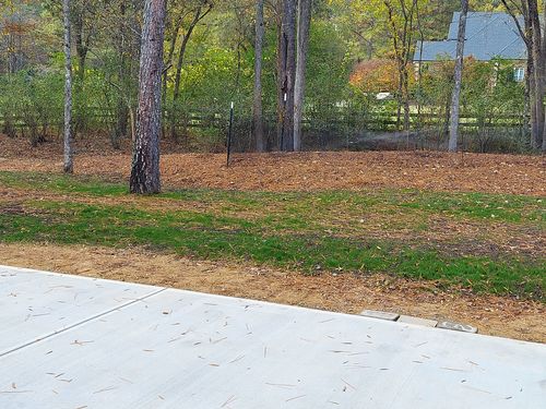 Customer photo review of GCI Turf Type Tall fescue Grass Seed