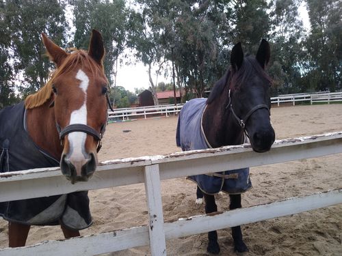 Customer photo review of Osteo-MAX & Gut X » up to 53% Savings