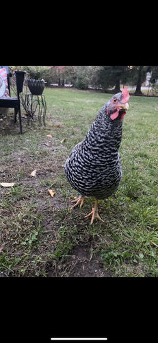 Customer photo review of GrubTerra Dried Larvae