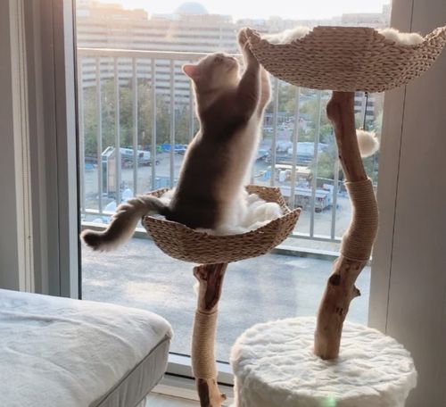 Customer photo review of Michu Selected Real Wood Cat Tree, Large