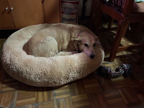 Customer photo review of Cama Antiestrés Para Perros
