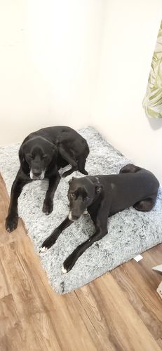 Customer photo review of PaWz Memory Foam Multimat