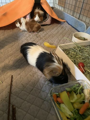 Customer photo review of GuineaDad Liner - Guinea Pig Fleece Liner with Pockets