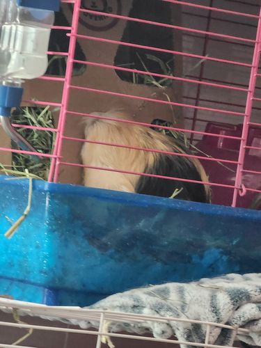 Customer photo review of GuineaDad Hay Box (3 Pack) - Timothy - Micro-Filtered Guinea Pig Hay