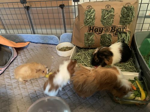 Customer photo review of GuineaDad Hay Bar (5 Pack) - Timothy - Micro-Filtered Guinea Pig Hay